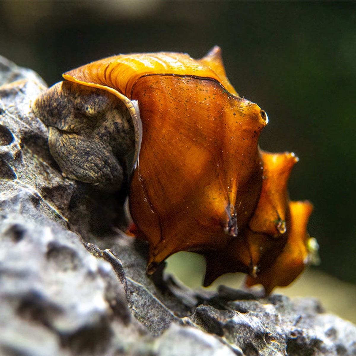 Pagoda Snail