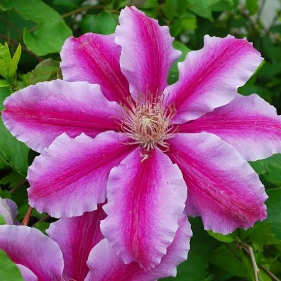 Dr. Rupple Clematis, 2 gallon Ladder