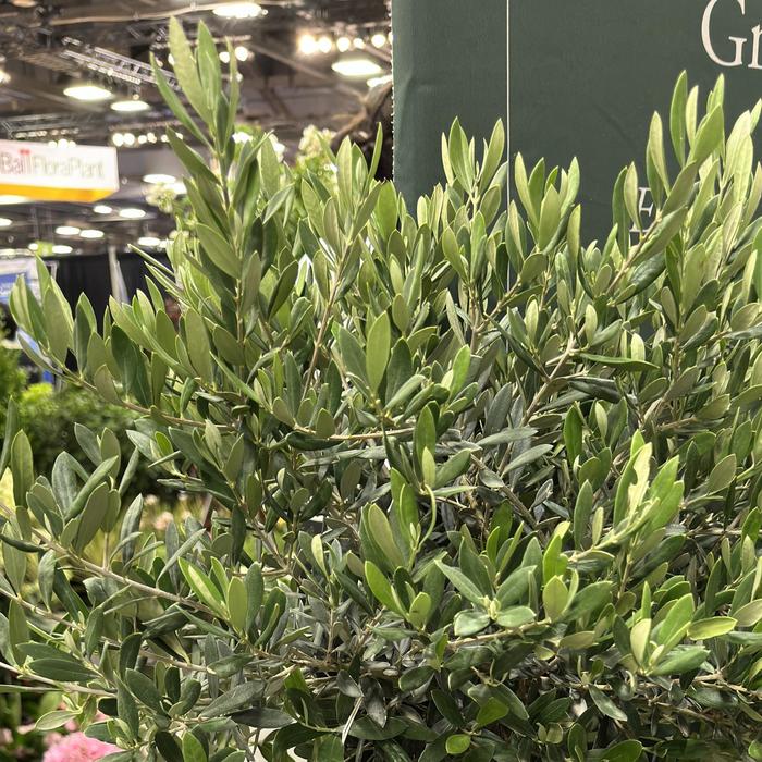 Arbequina Olive Tree 5 Gal