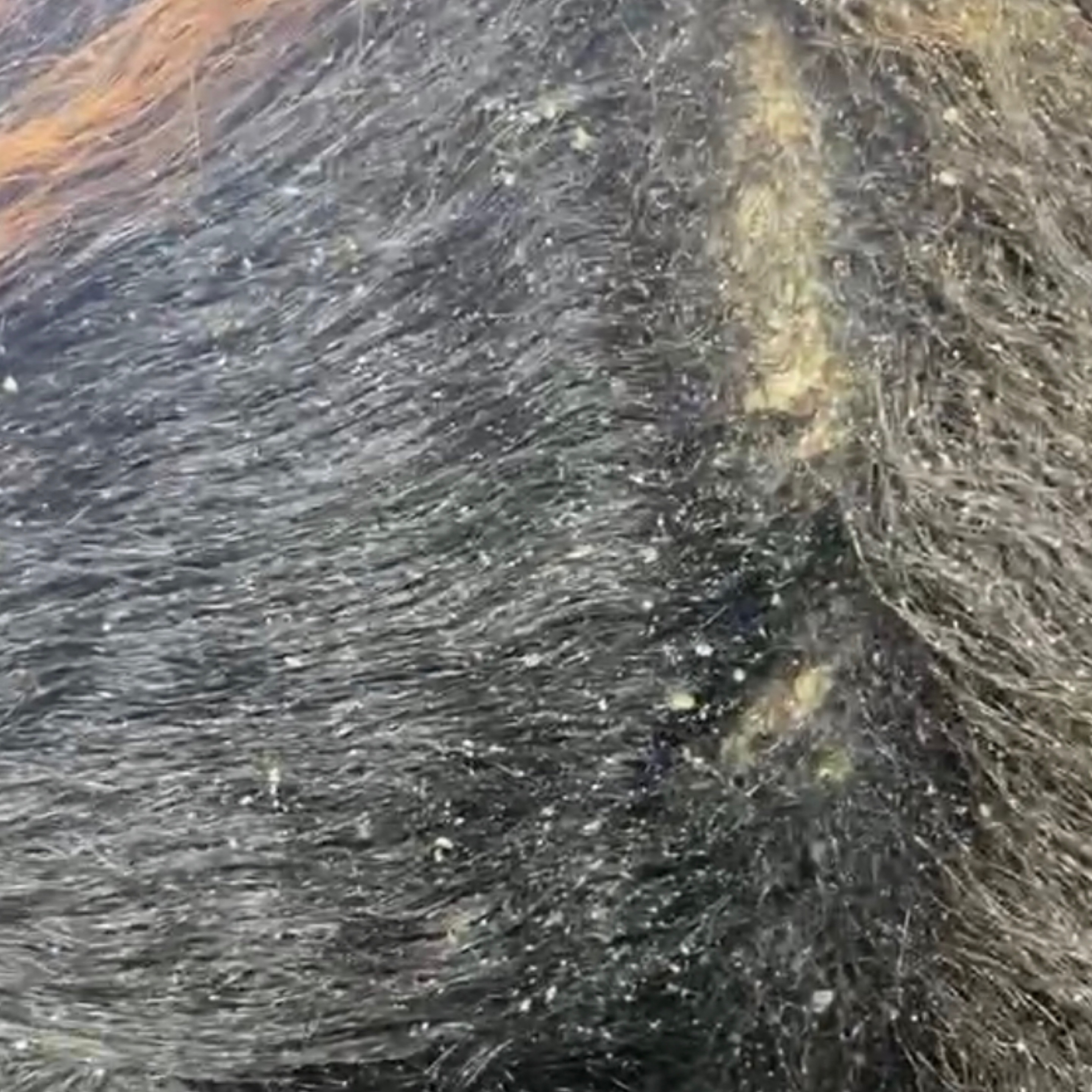 Scalp treatment