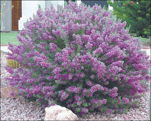 Texas Sage 'Heavenly Cloud' at Garden Center of Las Cruces