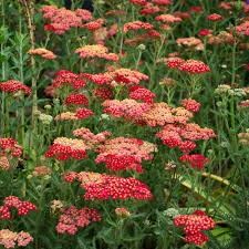 Paprika Yarrow (Achillea), 1 gallon