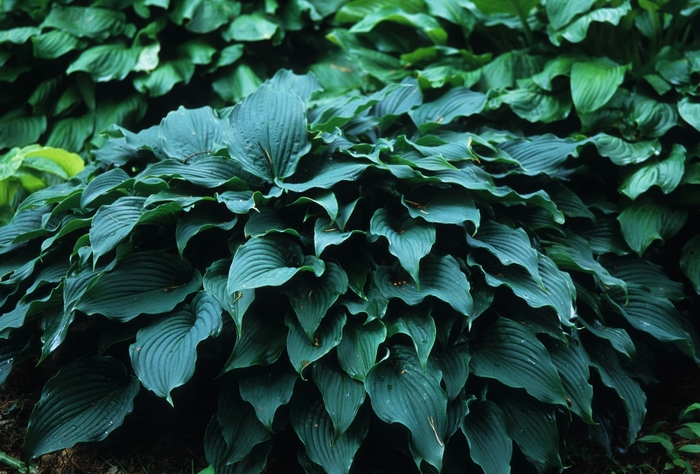 Hosta Paul's Glory 1 Gal