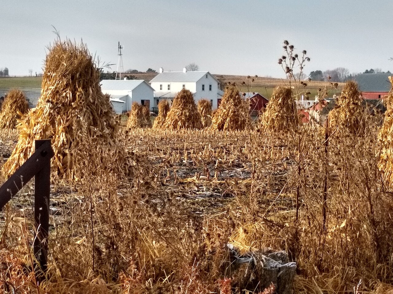 Corn Stalks bunch