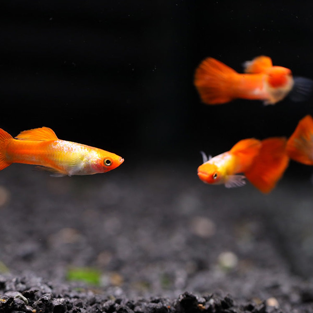 Kohaku Guppy Pair