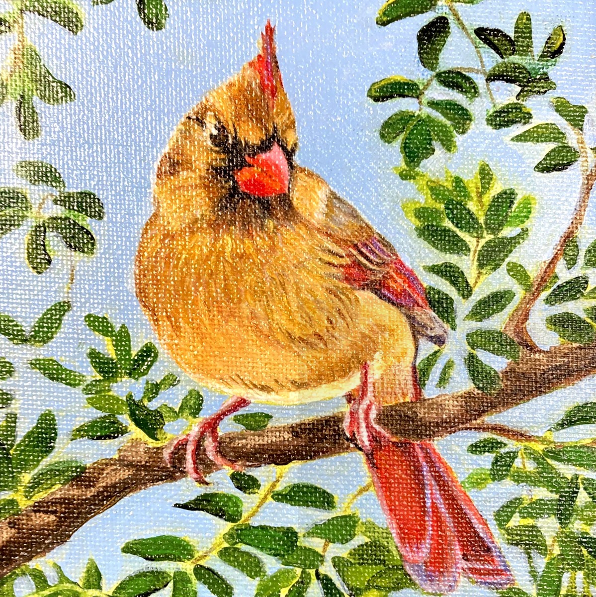 Buff Cardinal