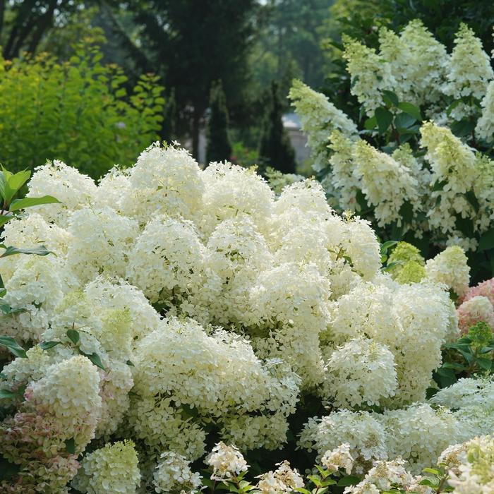 Hydrangea Quick Fire Fab 1 Gal PW