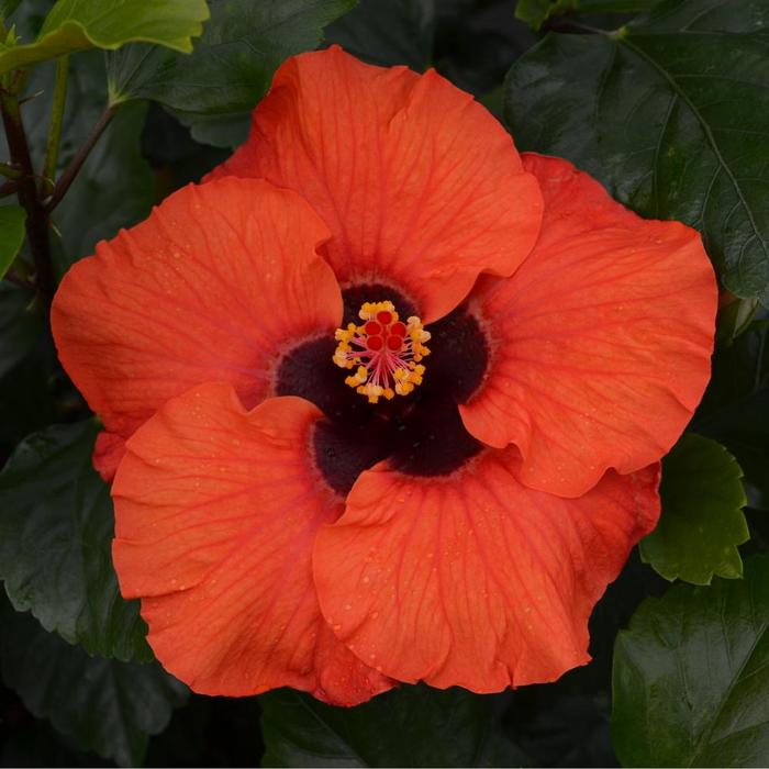 Hibiscus Hollywood Talk Of The Town 3 Gal