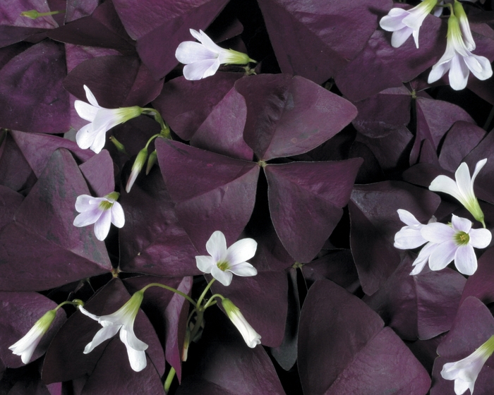 Oxalis 1 Gal