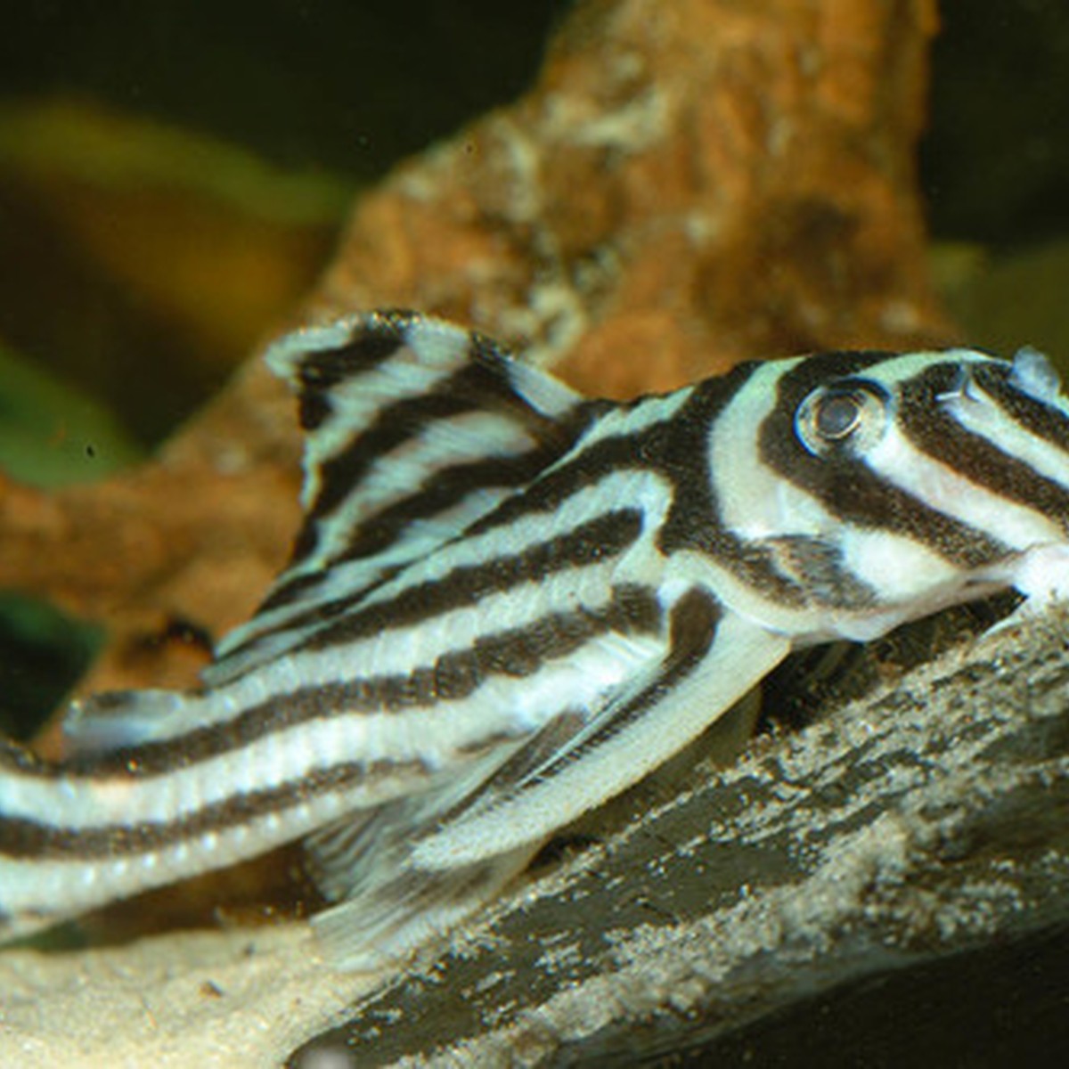 Zebra Pleco