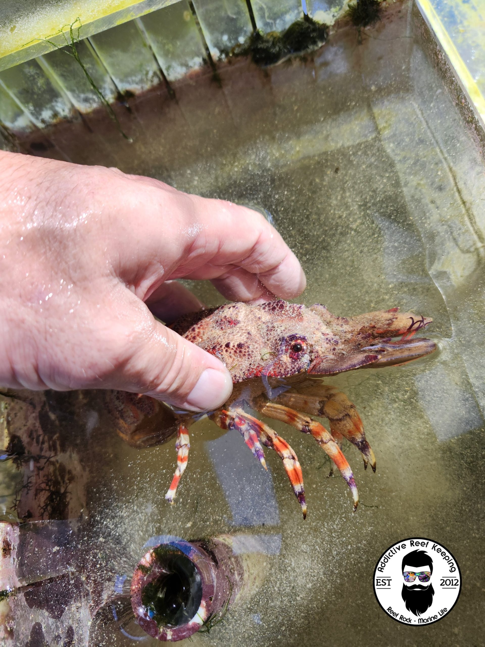 WYSIWYG Ridged Slipper Lobster