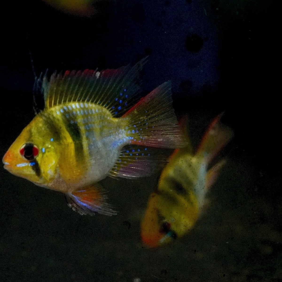 Balloon Ram