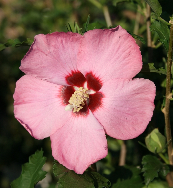 Althea Pink Chiffon 6 Gal Tree Form