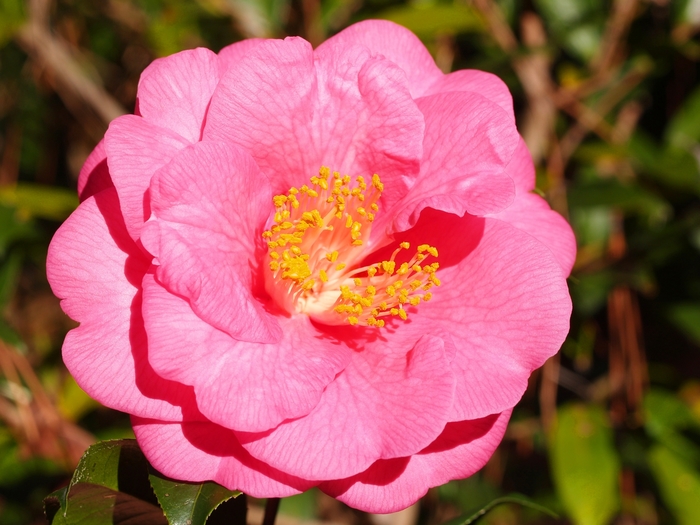 Camellia Sadaharu Oh 3 Gal