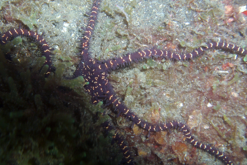 Black Lighting Brittle Star