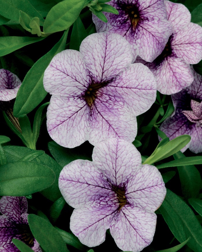Million Bells Superbells Blue Quart