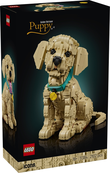 11384 Golden Retriever Puppy