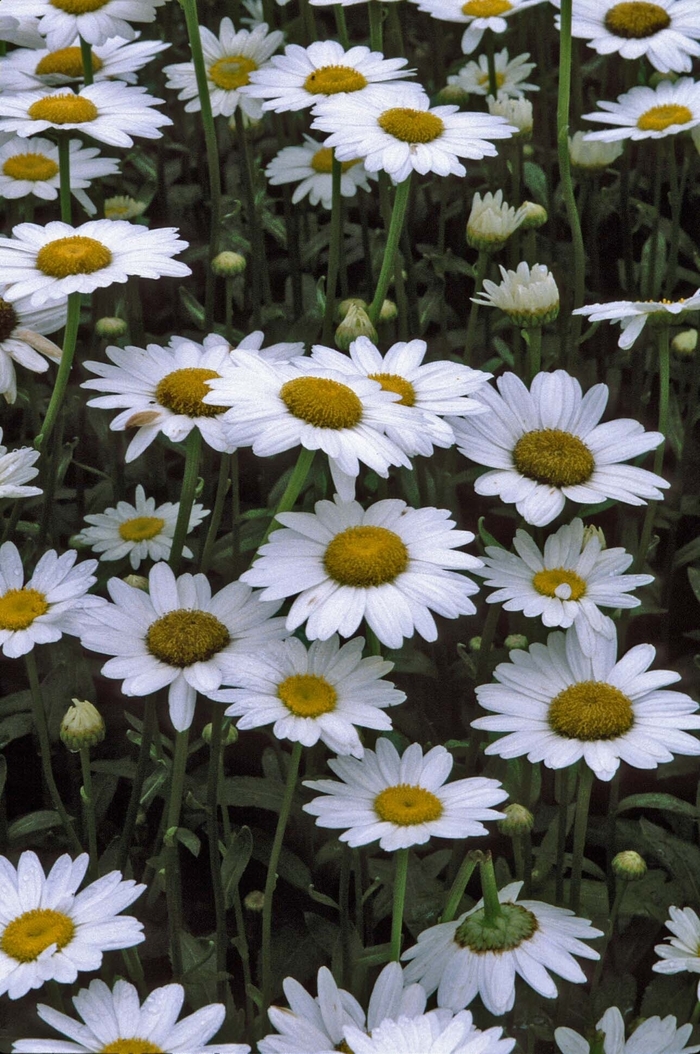 Dwarf Shasta Daisy 1 Gal