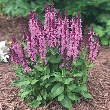 Rose Marvel Meadow Sage (Salvia), 1 gallon