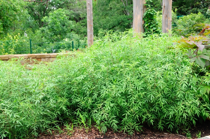 Tagetes Lucida 1 Gal