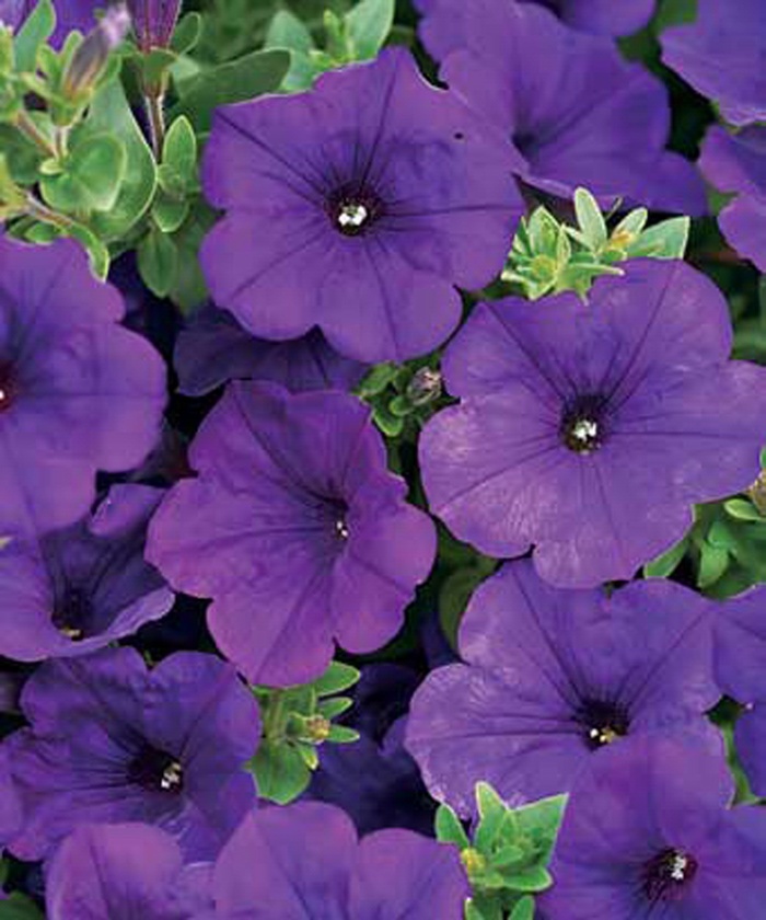 Petunia Supertunia Saffron Finch Quart PW