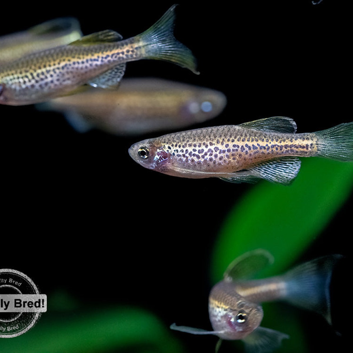 Longfin Leopard Danio