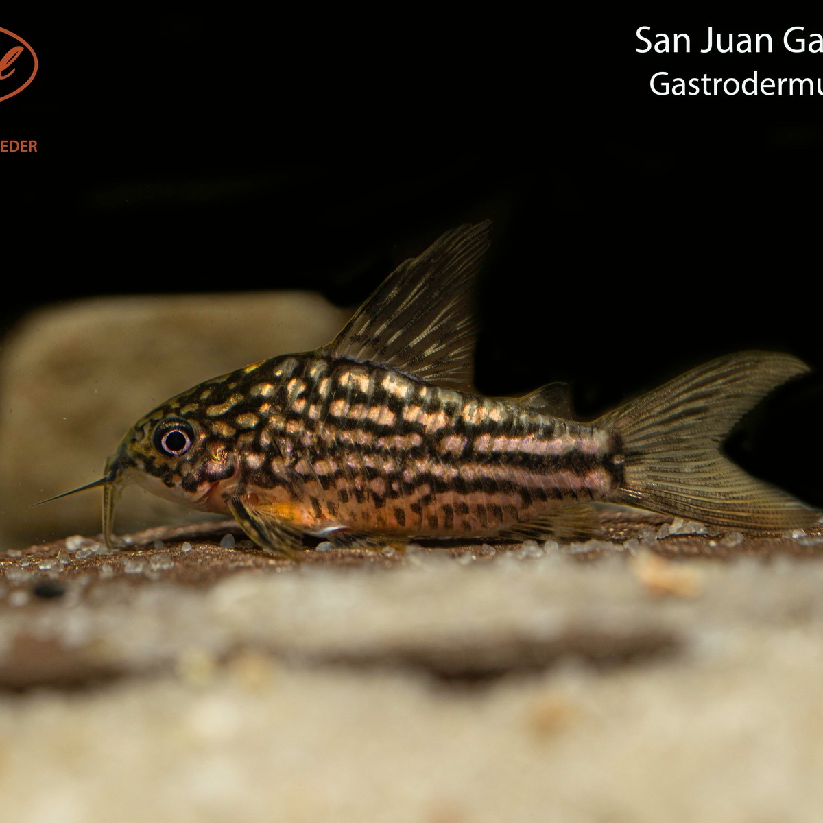 San Juan Cory