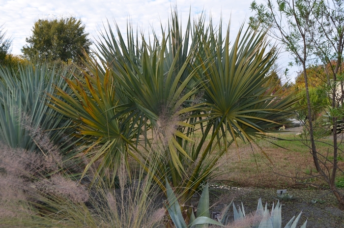 Dwarf Palmetto 3 Gal