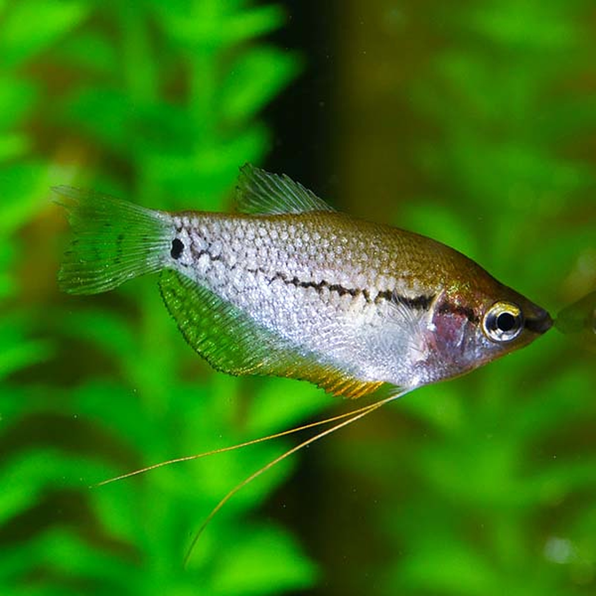 Pearl Leeri Gourami