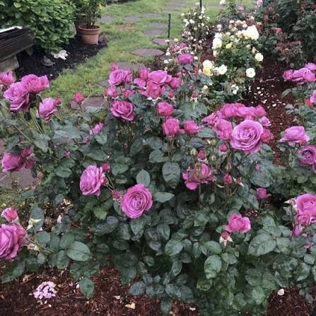 Sunbelt Plum Perfect Floribunda Rose, 2 gallon