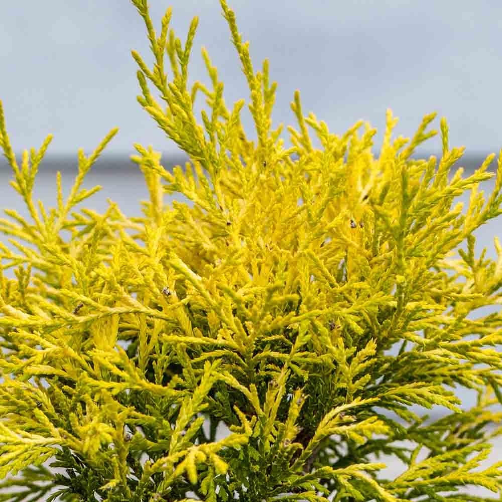 Chamaecyparis pisifera 'Golden Mop' (Threadleaf False Cypress)