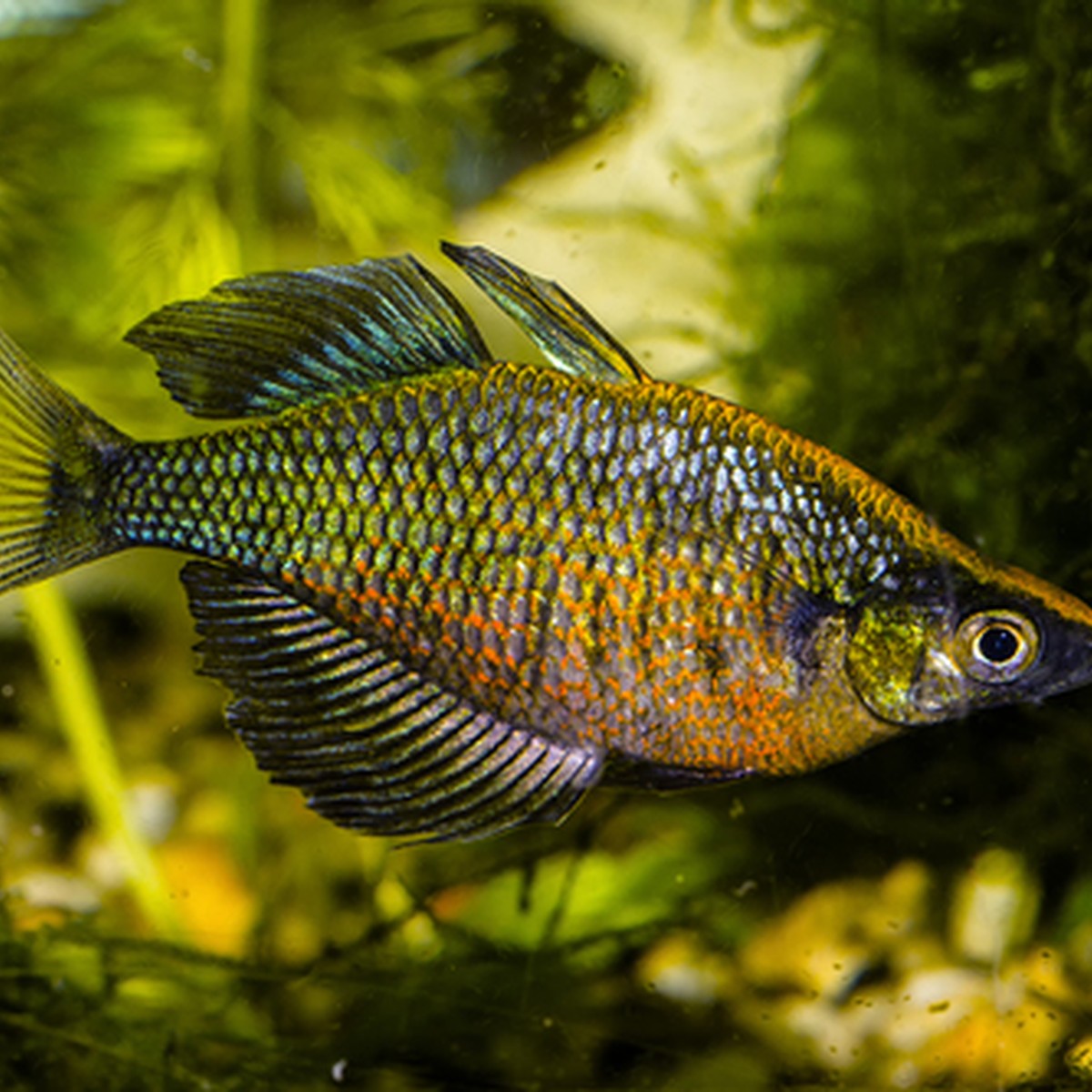 Emerald Rainbow