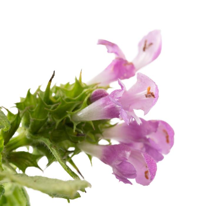 Lamium Pink Pewter 1 Gal