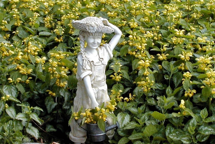 Lamium 1 Gal