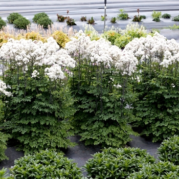 Meadow Rue Nimbus white 1 Gal