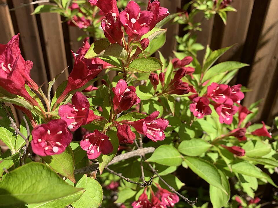 Weigela florida 'Very Fine Wine'