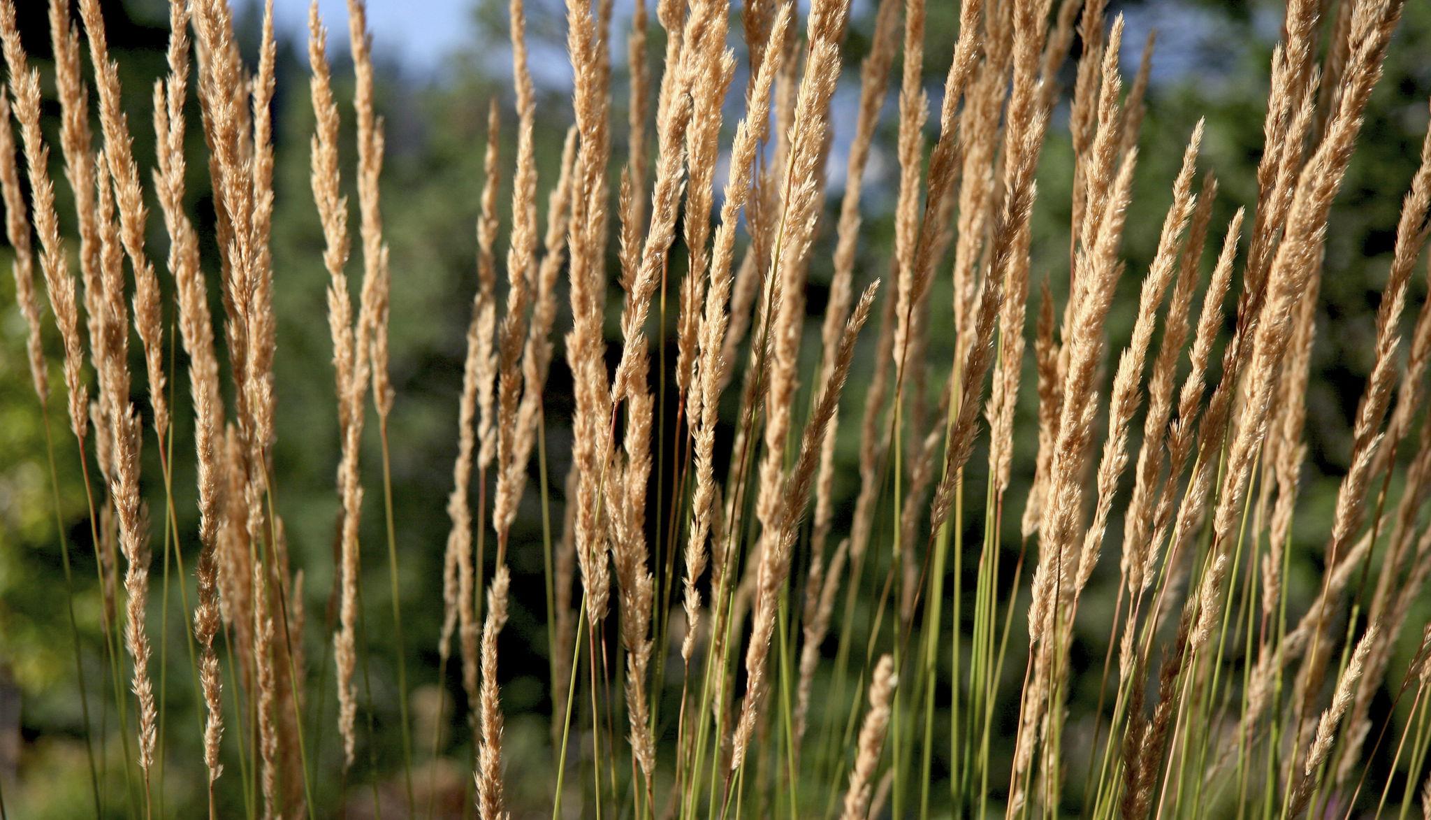 Calamagrostis x acutiflora 'Karl Foerster'