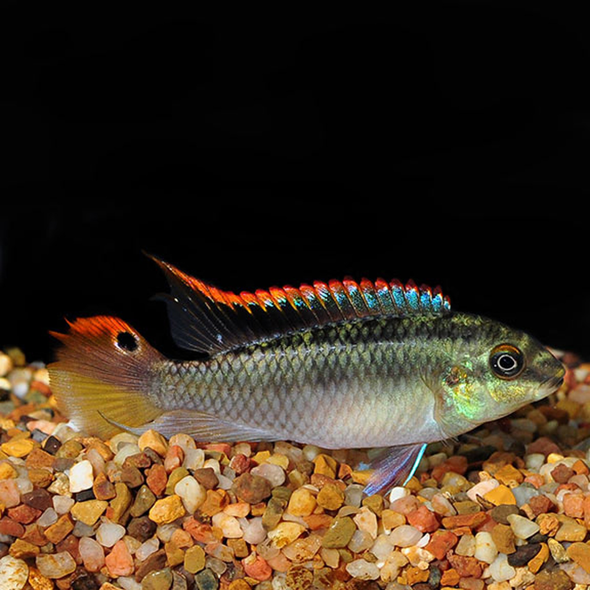 Kribensis-Pelvicachromis pulcher
