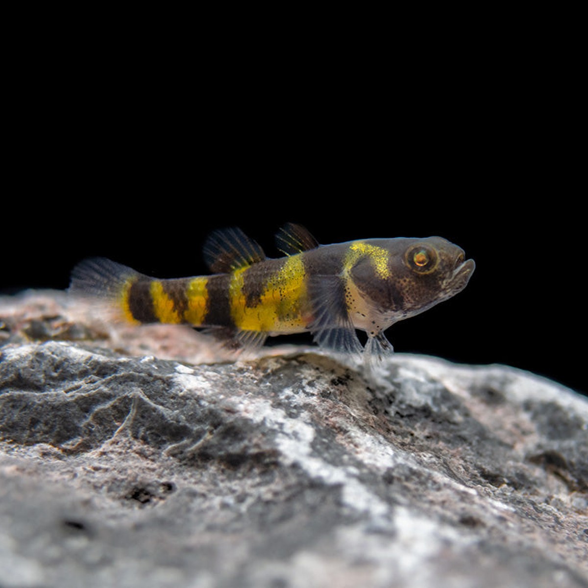 Bumblebee Goby