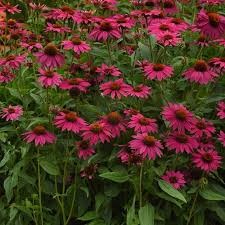 Artisan Brilliant Rose Coneflower (Echinacea), 1 gallon
