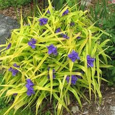 Sweet Kate Spiderwort (Tradescantia)