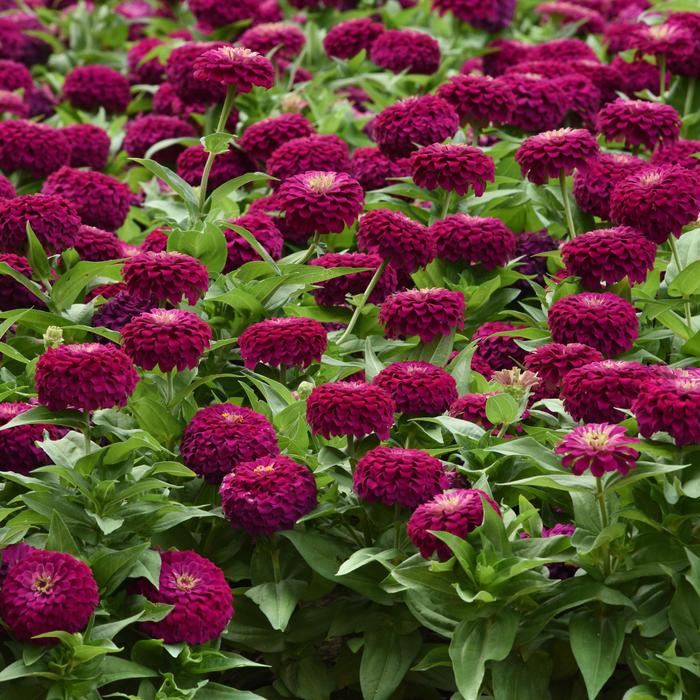 Zinnia Zesty Pink Quart