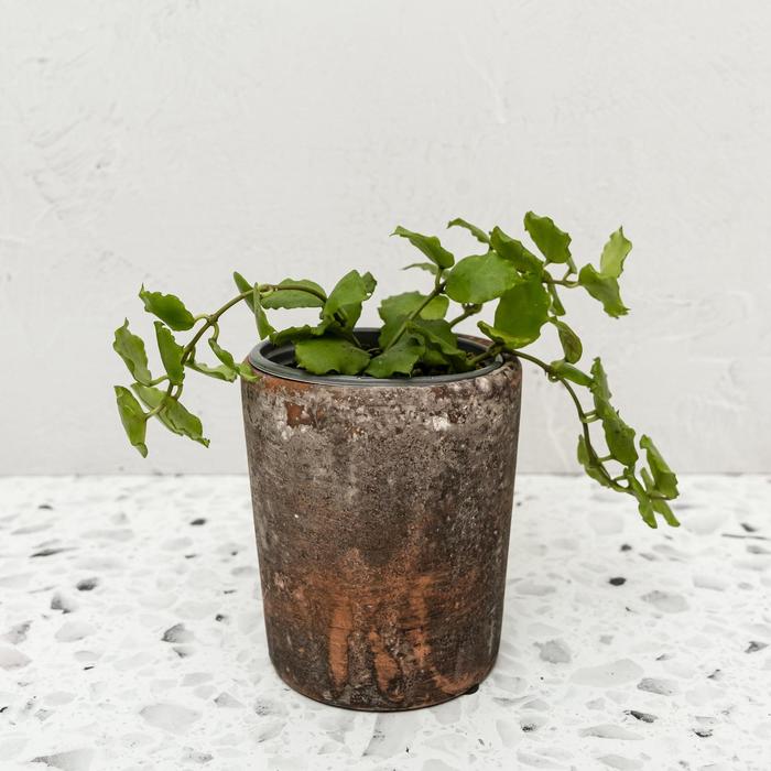 Hoya "Hindu Rope"HB 8''