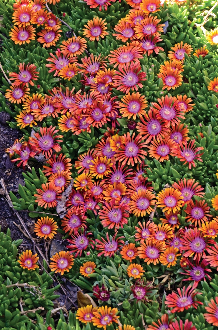 Ice Plant 10" HB