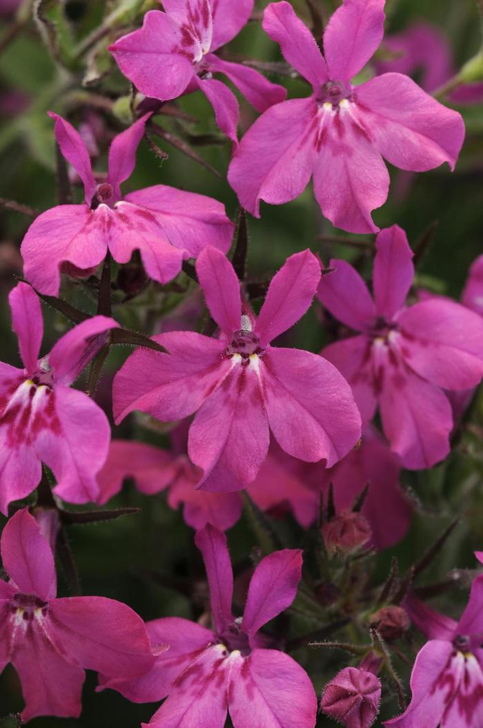 Lobelia Heatopia Lavender Quart