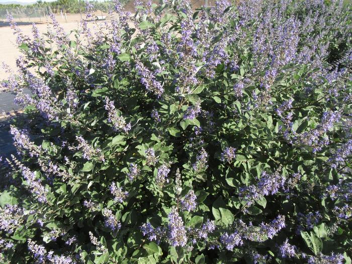 Vitex Shoal Creek 1 Gal