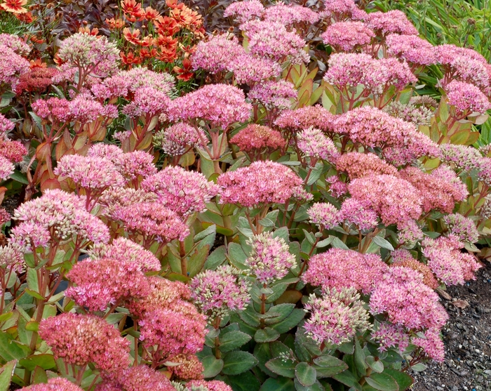 Sedum Birthday Party 3 Gal