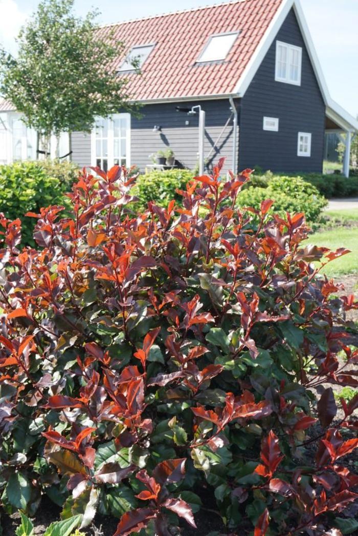 Photinia Harvest Moon 3 Gal