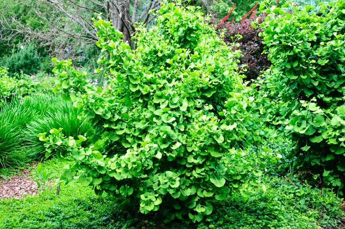 Ginkgo Biloba Mariken 24"Std 6 Gal