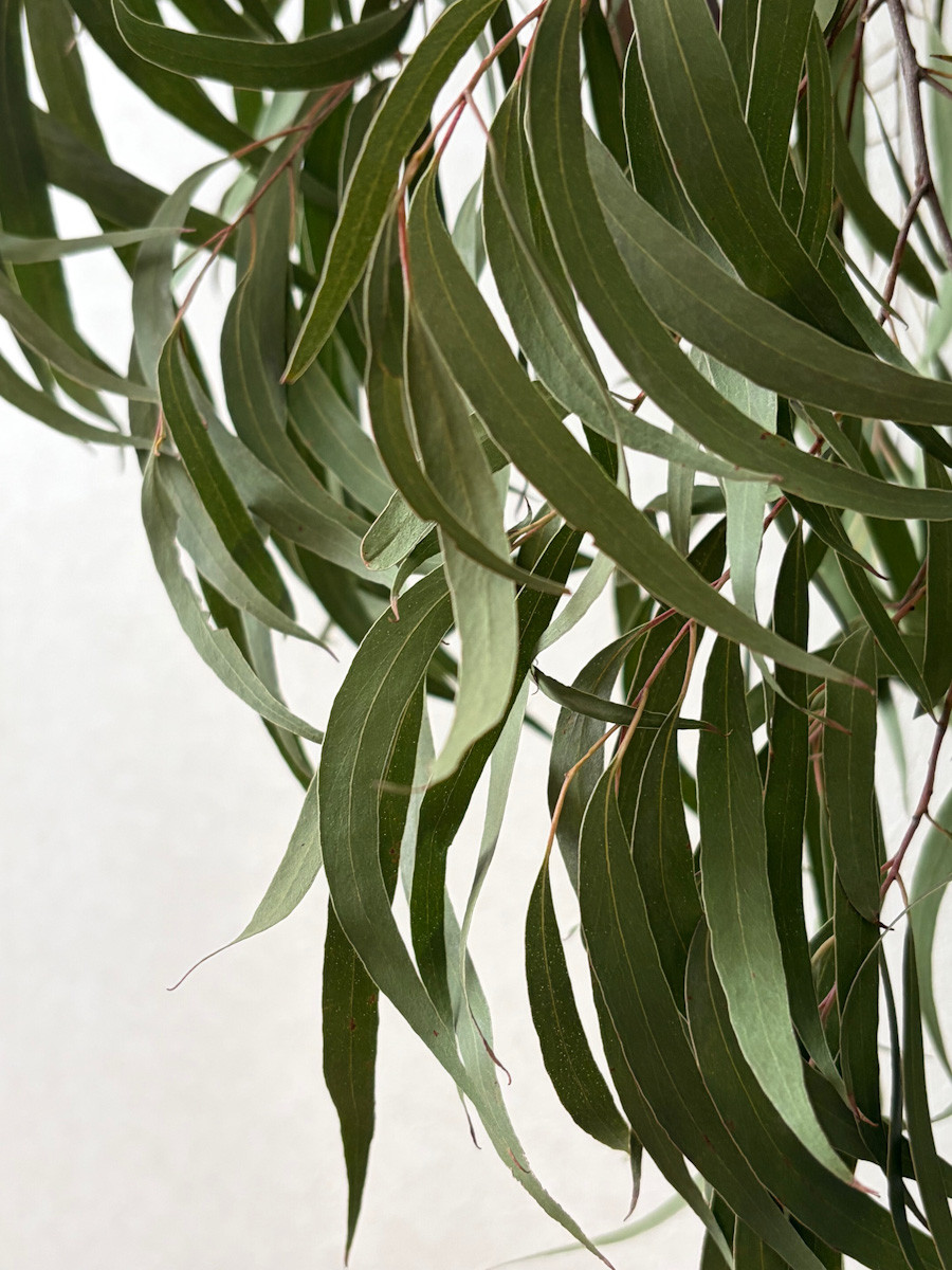 3/15（日）ハーブ蒸留ユーカリ・ラディアタ